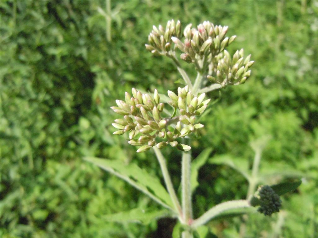 Eupatorium cannabinum
